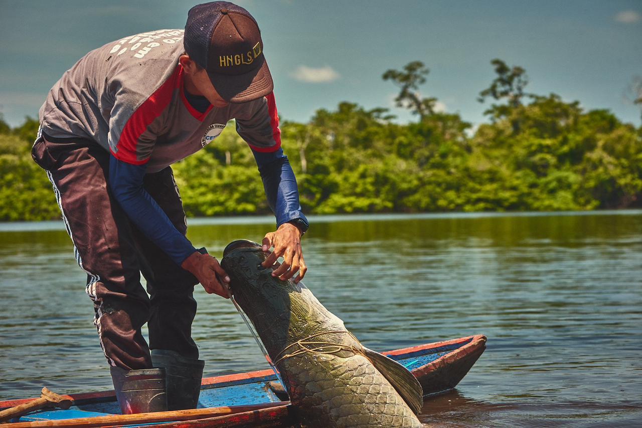 Rastreabilidade do pirarucu impulsiona comercialização gerando renda para comunidades da Amazônia