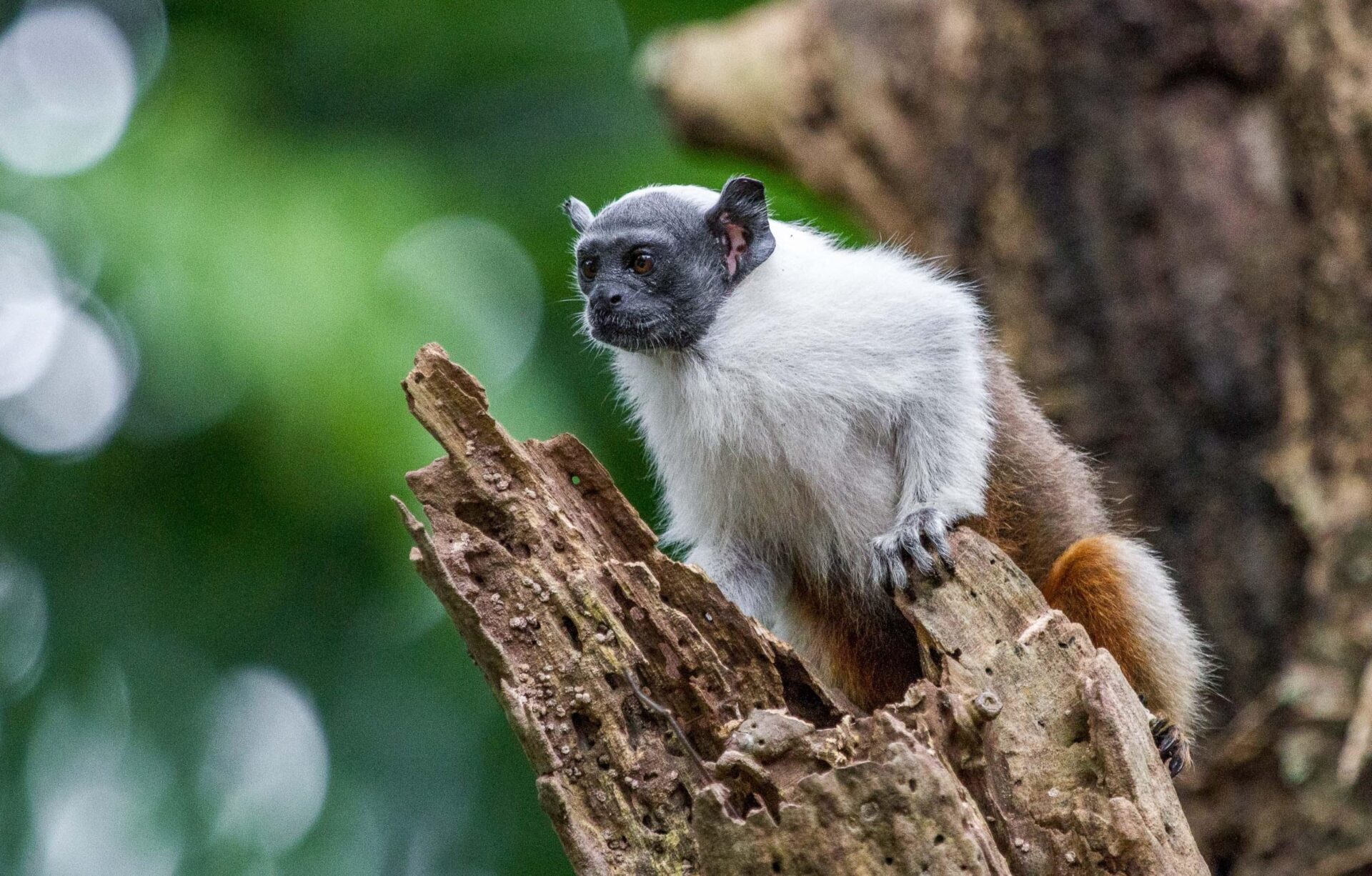 TCE-AM destaca apoio ao ICMBio na criação da Reserva para Sauim-de-Coleira